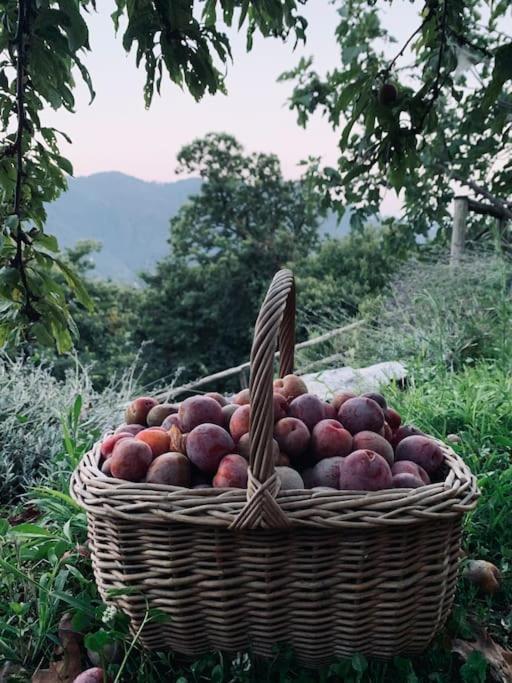 Il Riccio Appartamento Cernobbio Dış mekan fotoğraf